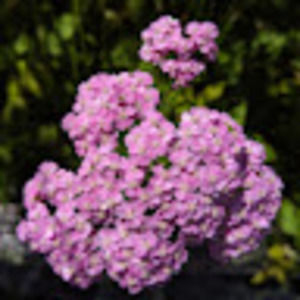 Meet your Posher, Jayden